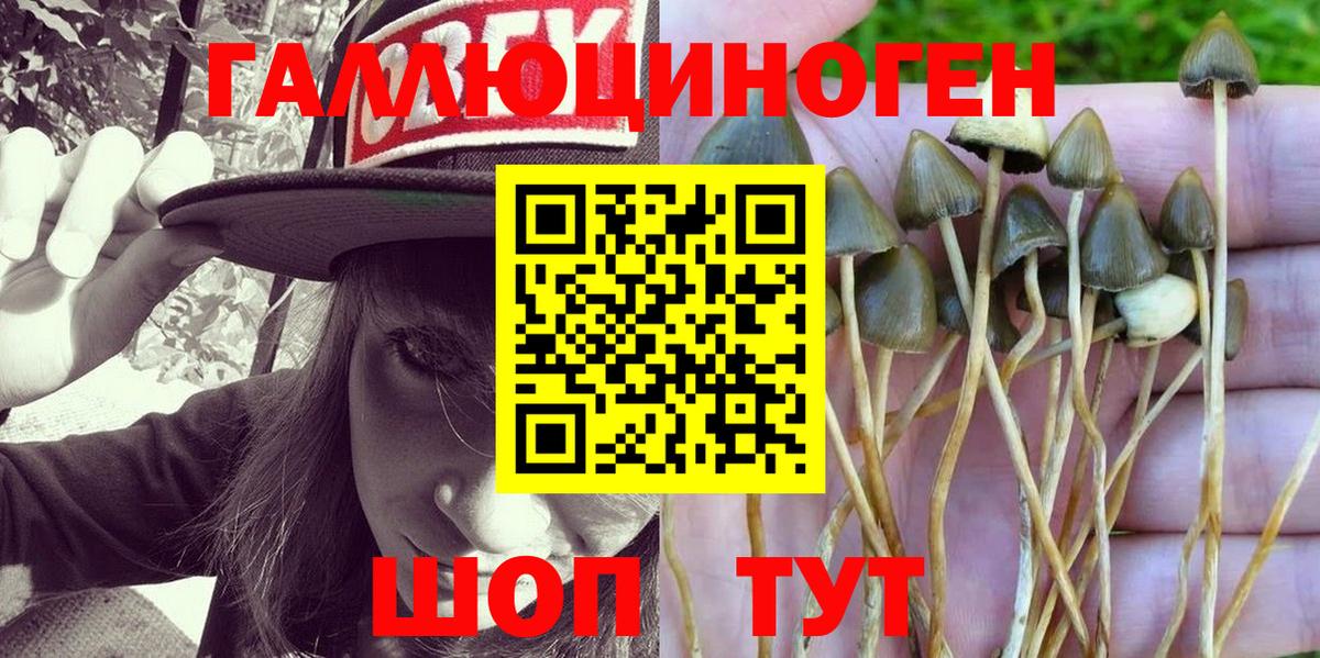 Елизово  Псилоцибиновые грибы Psilocybine cubensis  Вход с VPN  Галлюциногенные грибы GOLDEN TEACHER 